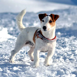 photo Jack Russell Chiens