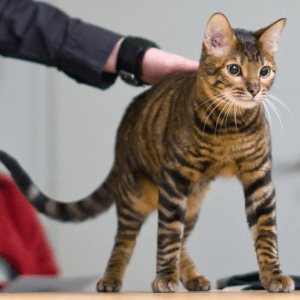 photo Toyger Chats
