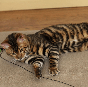 photo Toyger Chats