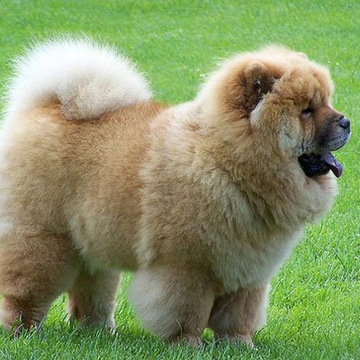 photo Chow-chow Chiens