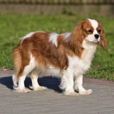photo Cavalier king charles Chiens