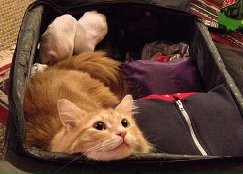 chat dans une valise