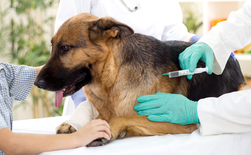 prix des vaccins pour chien