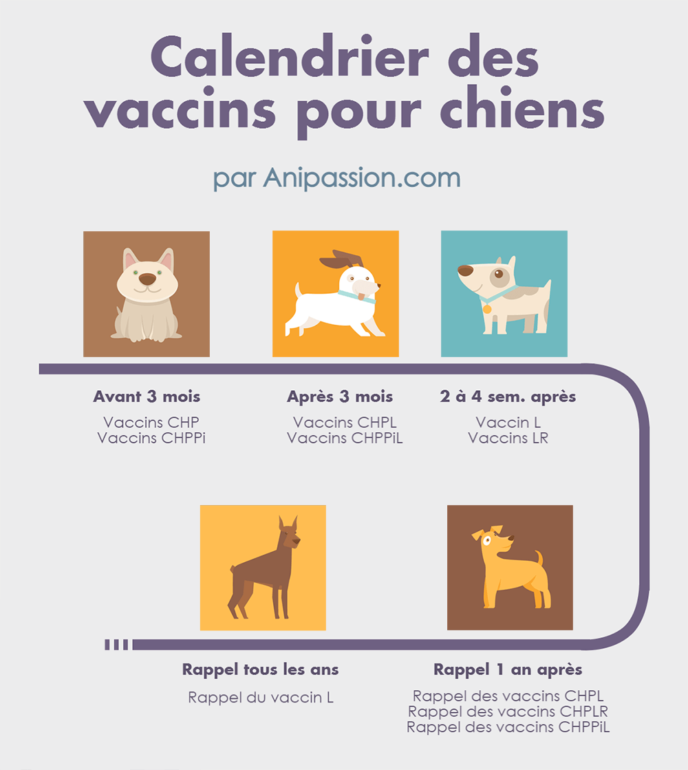 calendrier des vaccins chien