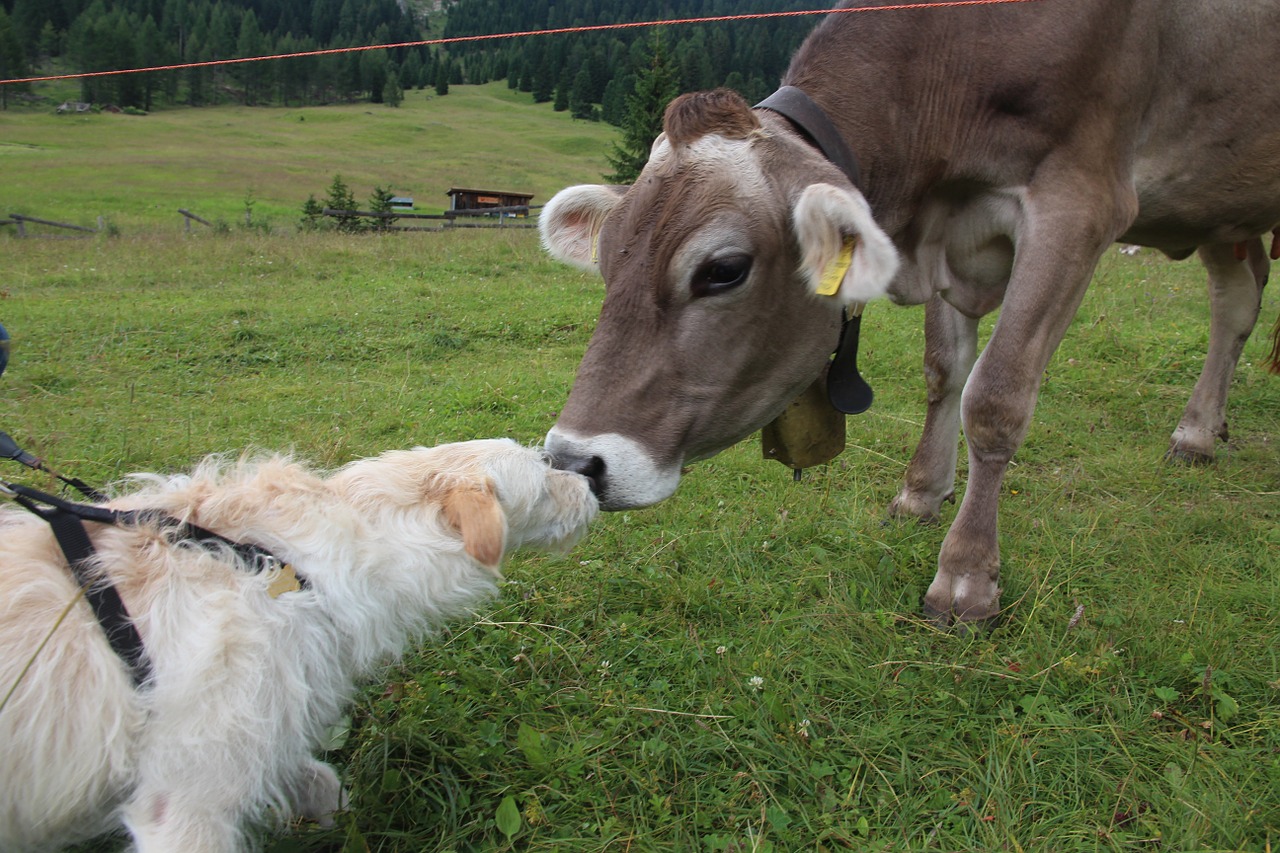 baiser entre chien et vache