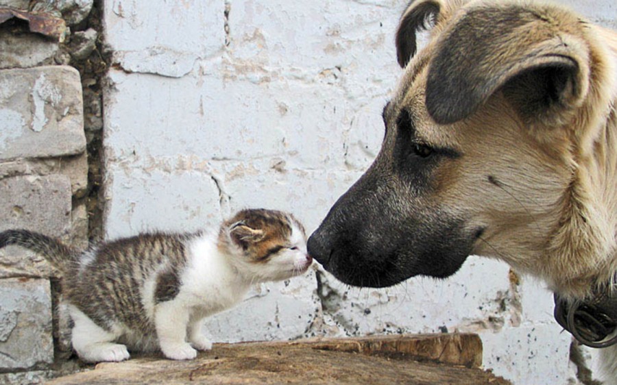 chien qui embrasse un chaton