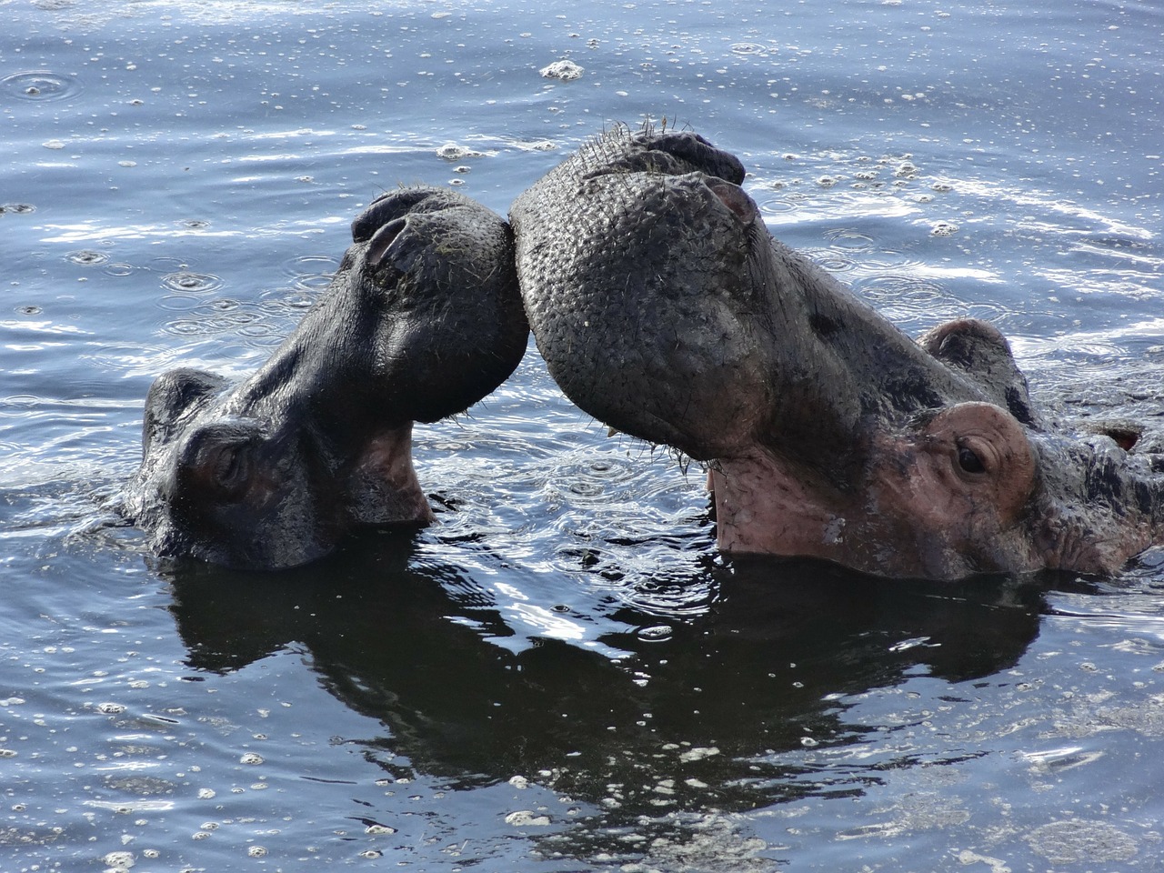 bisou d'hippopotames