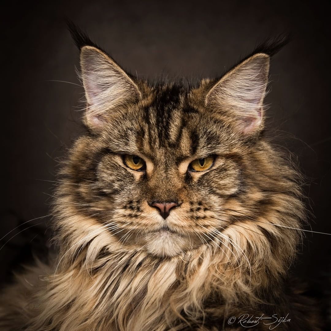 photo chat maine coon