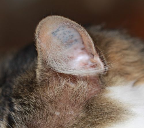 Comment nettoyer les oreilles du chat ? Conseils et bonnes pratiques