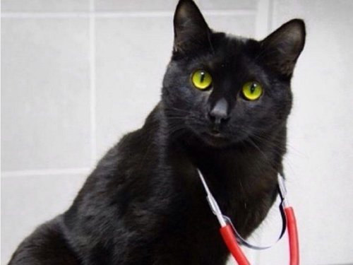 Ce Chat Handicape Travaille Dans Une Clinique Veterinaire