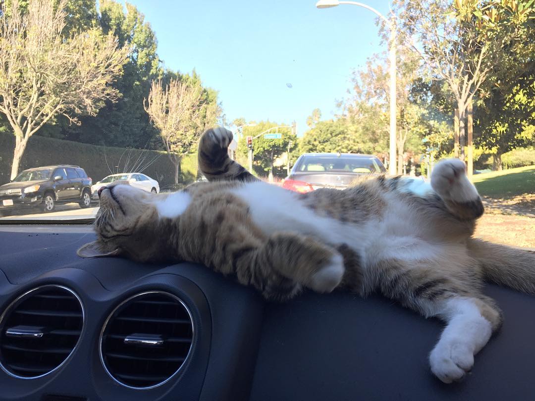 chat dort dans voiture