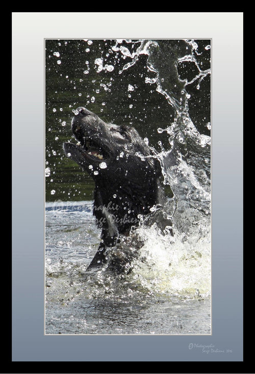 photo chien dans l'eau