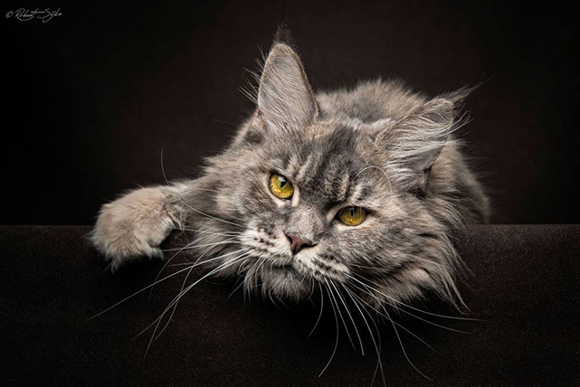 photographies Maine Coon