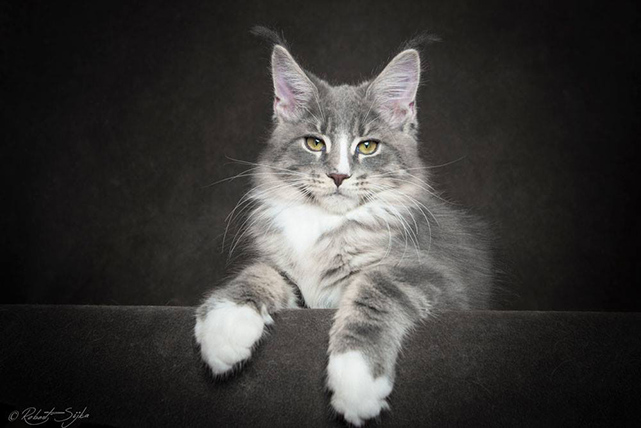photographies Maine Coon