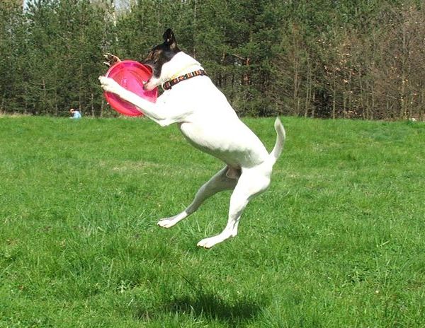 Jouer au frisbee avec son chien : nos conseils