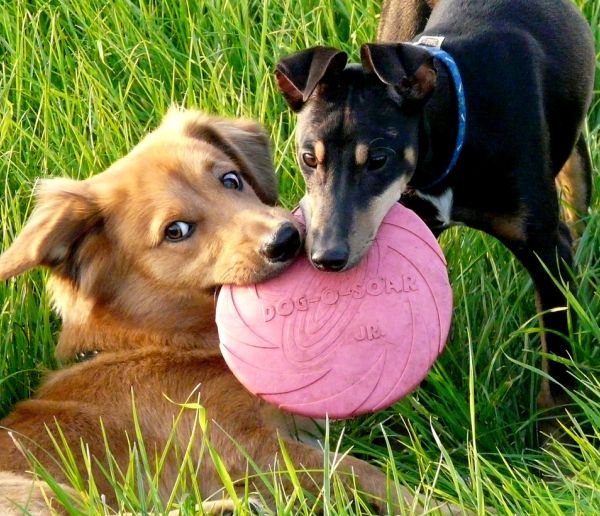 frisbee pour chien