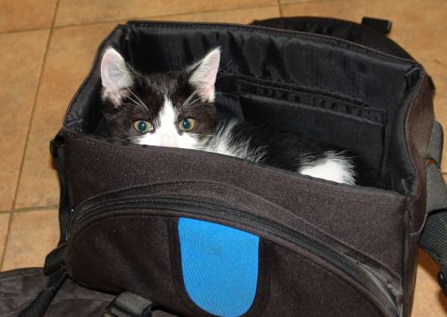 chat dans un sac de sport