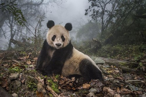 Panda géant, 2ème prix World Press Photo Contest 2017
