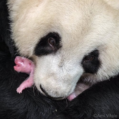 bébé panda, photo de Ami Vitale