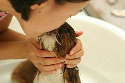 toilletage du chien : donner le bain