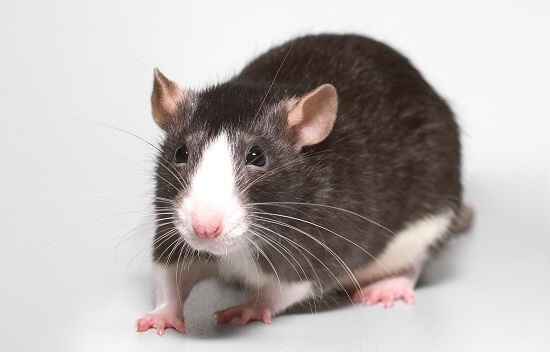 comment adopter un rat