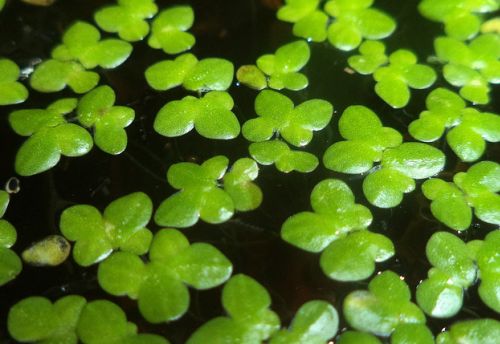 plantes sans substrat lentilles d'eau