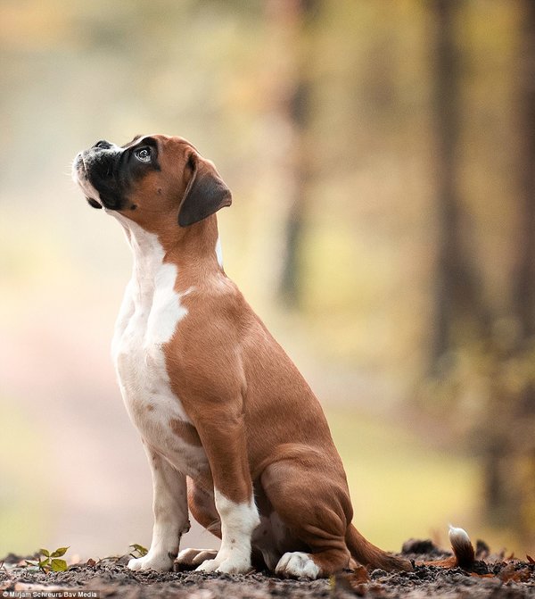 Mirjam Schreurs, photo concours Dog Photographer Of The Year