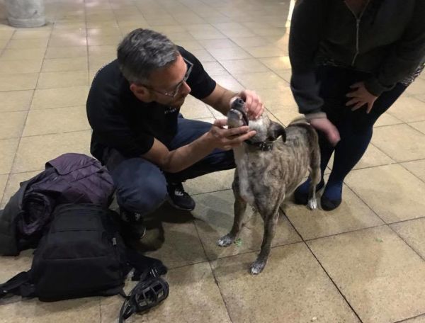 StreetVet, association britannique pour soigner les chiens des sans-abri