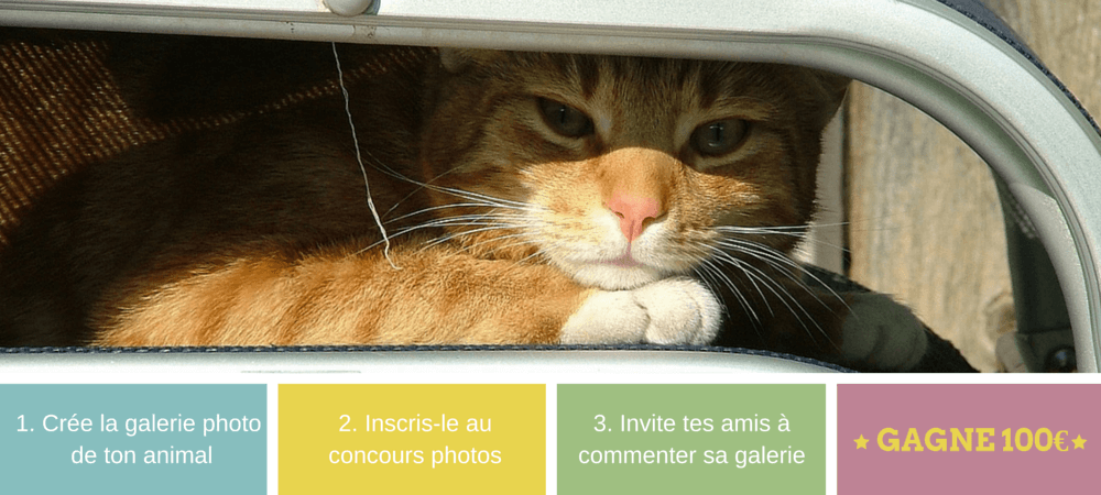 concours photo anipassion