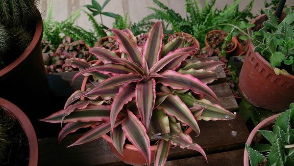 plantes pour gecko : Cryptanthus