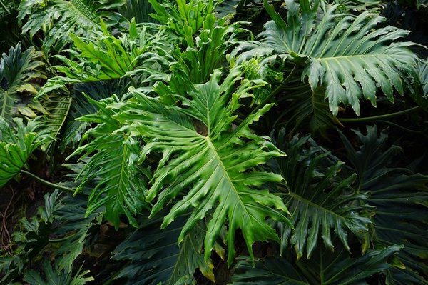 plantes pour gecko : Philodendron
