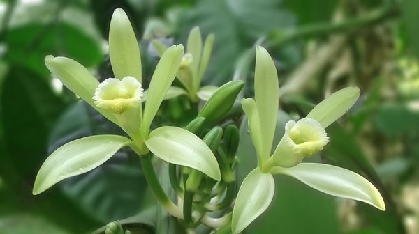 plantes pour gecko : Vanila planifolia