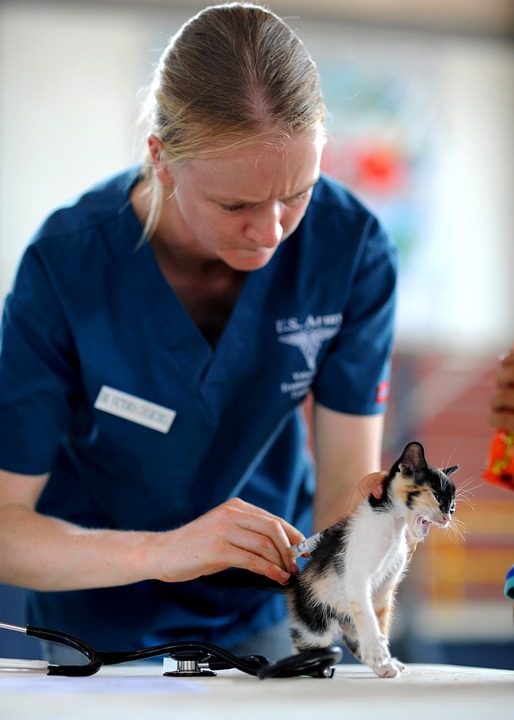 chat visite chez le vétérinaire