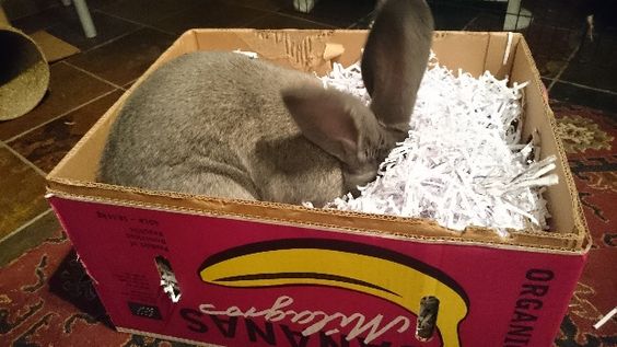 DIY :boite de jeu pour lapin