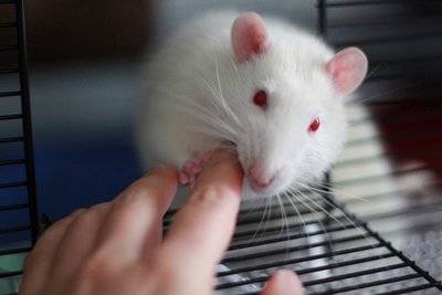association White Rabbit : rat de laboratoire