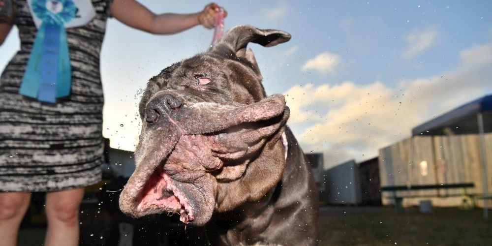 chien le plus laid du monde en 2017