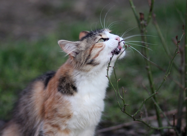 Pica: Mon chat mange n'importe quoi