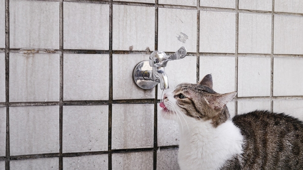 Eau pour mon chat: robinet ou bouteille ?