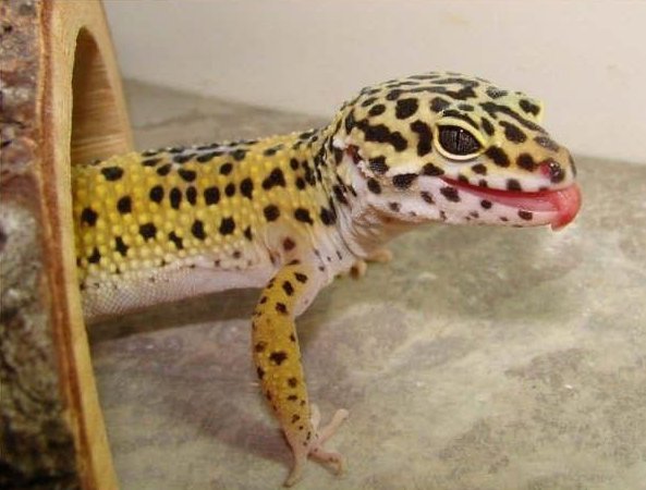 gecko léopard dans son terrarium