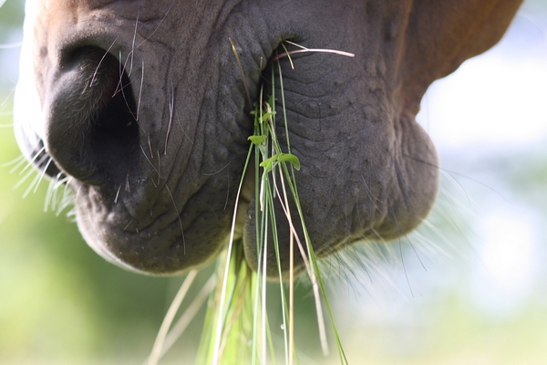 Guide des aliments toxiques pour les chevaux