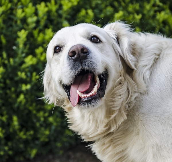 Les causes et remèdes contre la mauvaise haleine chez le chien