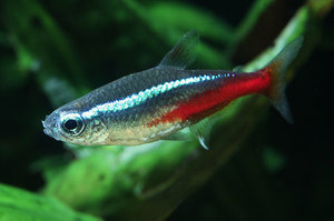 poisson Néon, Paracheirodon innesi