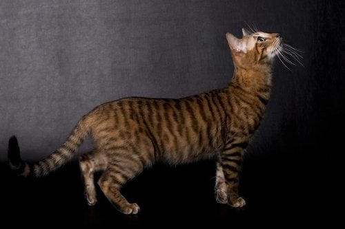 Toyger Chats Anipassion