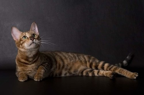 Toyger Chats Anipassion