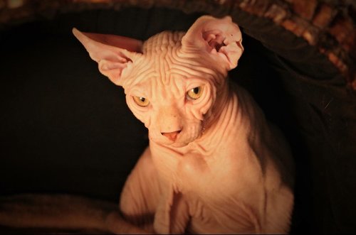 Sphynx Chats Anipassion