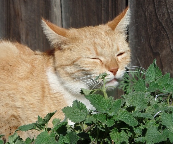 Valériane, cataire et plantes pour apaiser les chats anxieux, stressés et hyperactifs