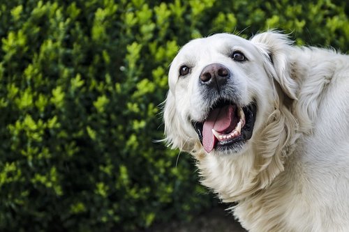 7 Meilleures Races De Chiens De Thérapie Et Chiens Dassistance