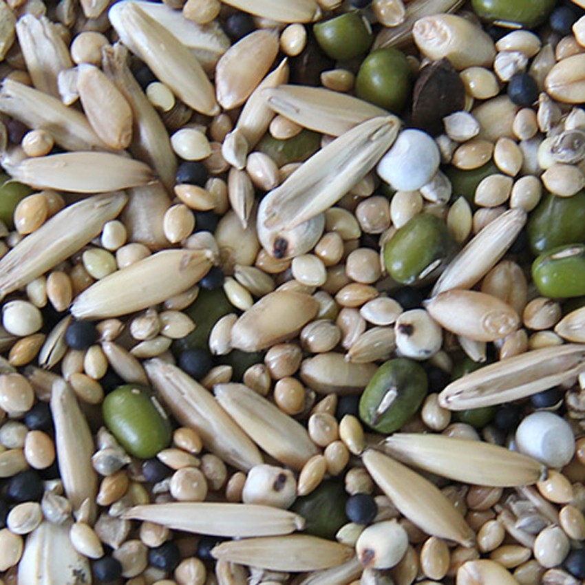 graines germées pour perruche