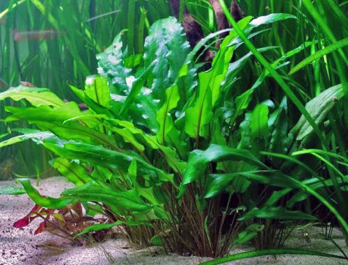10 plantes d'aquarium à pousse rapide pour un bac réussi