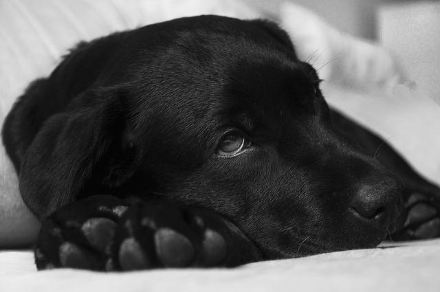 Cortisone pour chien : usages, risques, effets secondaires